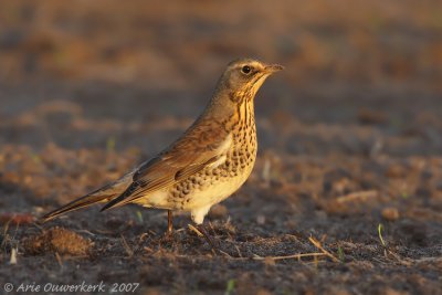 Fieldfare - Kramsvogel - Turdus pilaris