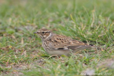 Woodlark - Boomleeuwerik - Lullula arborea