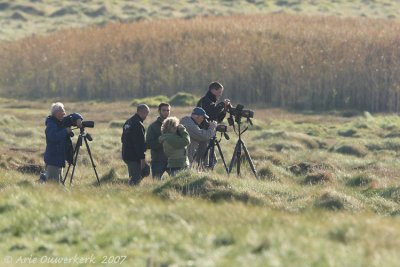 Birders searching for a Lapland Longspur close to Creac'h