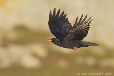 Red-billed Chough - Alpenkraai - Pyrrhocorax pyrrhocorax