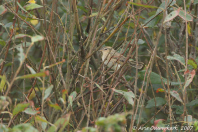 Dusky Warbler - Bruine Boszanger - Phylloscopus fuscatus