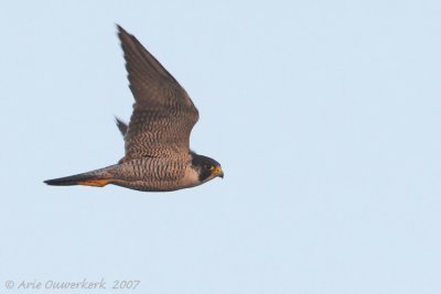 Peregrine Falcon - Slechtvalk - Falco peregrinus