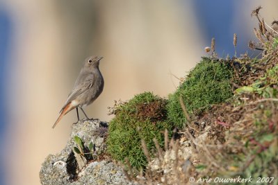 Black Redstart - Zwarte Roodstaart - Phoenicurus ochruros