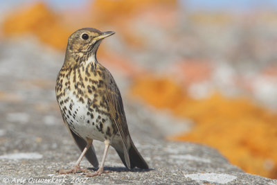 Song Thrush - Zanglijster - Turdus philomelos