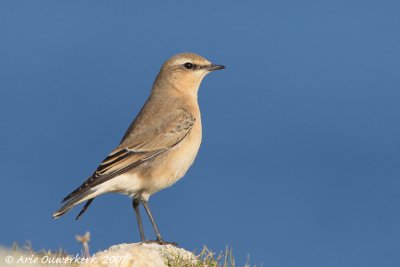 Northern Wheatear - Tapuit - Oenanthe oenanthe