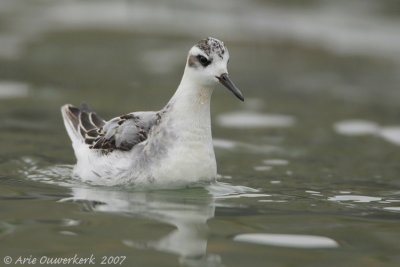 Red (Grey) Phalarope - Rosse Franjepoot - Phalaropus fulicarius