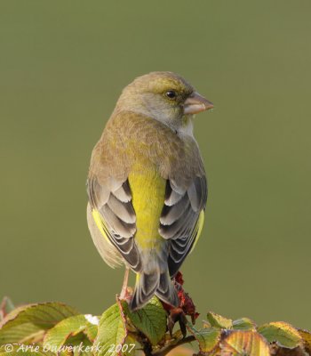 European Greenfinch - Groenling - Carduelis chloris