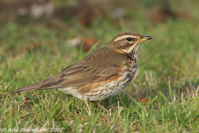 Redwing - Koperwiek - Turdus iliacus