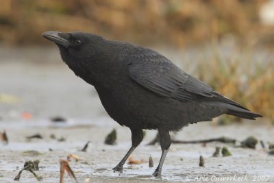 Zwarte Kraai / Carrion Crow
