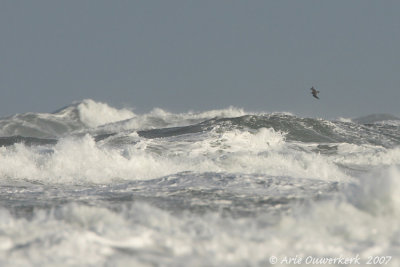 Pomarine Jaeger - Middelste Jager - Stercorarius pomerinus