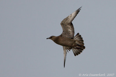 Pomarine Jaeger - Middelste Jager - Stercorarius pomerinus
