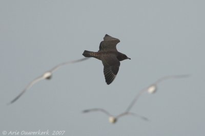 Pomarine Jaeger - Middelste Jager - Stercorarius pomerinus