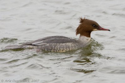 Goosander - Grote Zaagbek - Mergus merganser