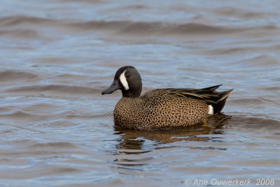 Blue-winged Teal - Blauwvleugeltaling - Anas discors