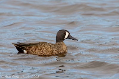 Blue-winged Teal - Blauwvleugeltaling - Anas discors