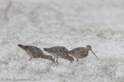 Black-tailed Godwit - Grutto - Limosa limosa