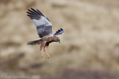 Marsh Harrier - Bruine Kiekendief - Cicus aeruginosus