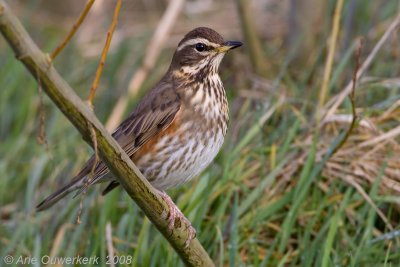 Redwing - Koperwiek - Turdus iliacus