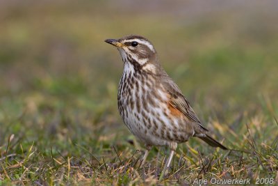 Redwing - Koperwiek - Turdus iliacus