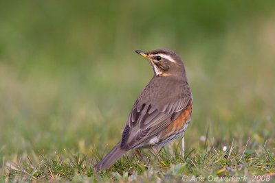 Redwing - Koperwiek - Turdus iliacus