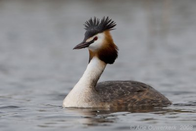 Great Crested Grebe - Fuut - Podiceps cristatus