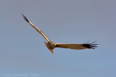 Marsh Harrier - Bruine Kiekendief - Cicus aeruginosus