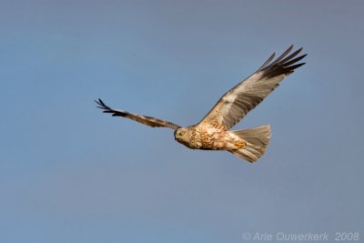 Marsh Harrier - Bruine Kiekendief - Cicus aeruginosus