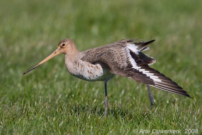 Black-tailed Godwit - Grutto - Limosa limosa