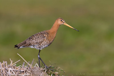 Black-tailed Godwit - Grutto - Limosa limosa