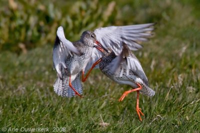 Common Redshank - Tureluur - Tringa totanus