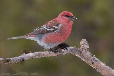 Pine Grosbeak - Haakbek - Pinicola enucleator