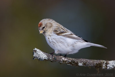 Arctic Redpoll - Witstuitbarmsijs - Carduelis hornemanni