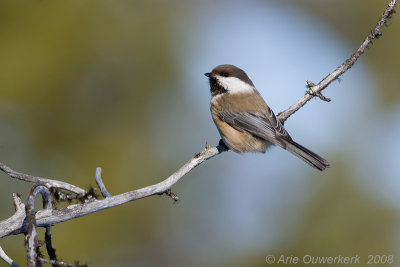 Siberian Tit (Grey-headed Chikadee) - Bruinkopmees - Poecile (Parus) cinctus