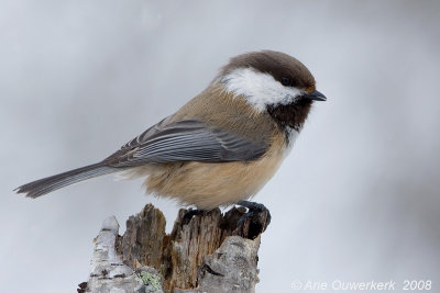 Siberian Tit (Grey-headed Chikadee) - Bruinkopmees - Poecile (Parus) cinctus