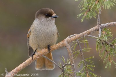 Siberian Jay - Taigagaai - Perisoreus infaustus