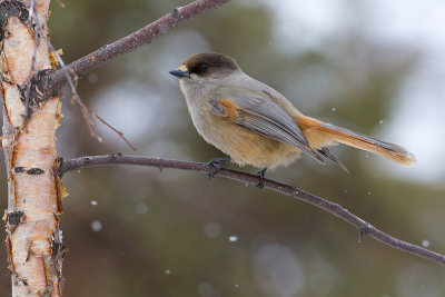 Siberian Jay - Taigagaai - Perisoreus infaustus