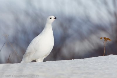 Willow Ptarmigan - Moerassneeuwhoen - Lagopus lagopus