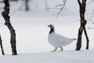 Willow Ptarmigan - Moerassneeuwhoen - Lagopus lagopus