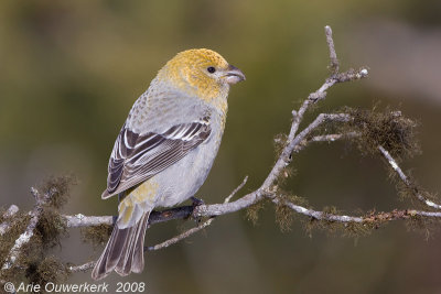 Pine Grosbeak - Haakbek - Pinicola enucleator