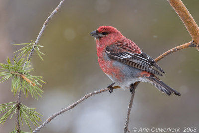 Pine Grosbeak - Haakbek - Pinicola enucleator