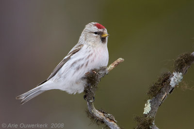 Arctic Redpoll - Witstuitbarmsijs - Carduelis hornemanni