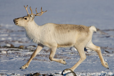 Reindeer - Rendier - Rangifer tarandus