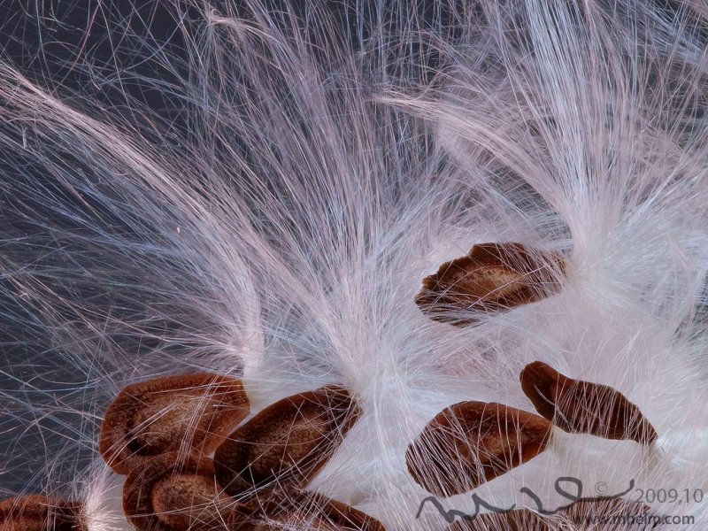 Milkweed  Seeds