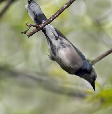 Blue Jay - Dive.jpg