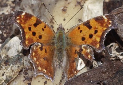 Eastern Comma (Polygonia comma)