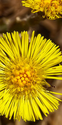 yellow flower.jpg