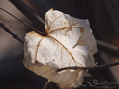 White Leaf.jpg