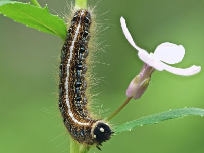 unknown_caterpiller.jpg