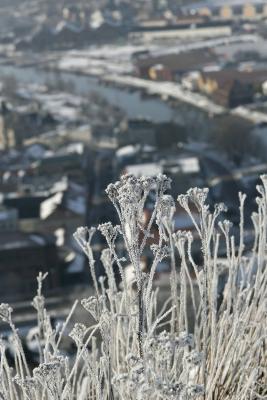 Frozen flowers