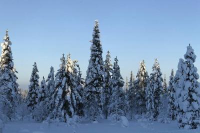 Trees and snow